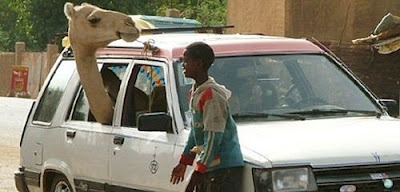 http://www.osundefender.com/wp-content/uploads/2012/10/Funny-Camel-Inside-Car.jpg