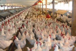 2d06poultry-farming