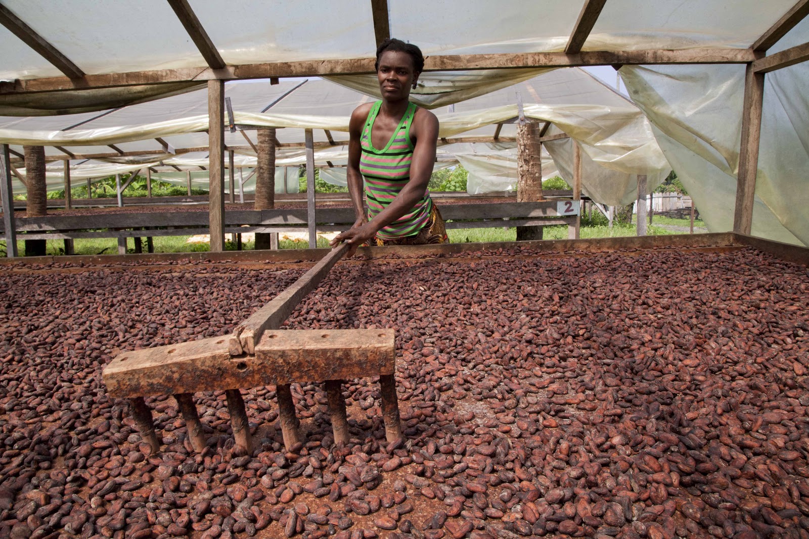 Government Moves To Boost Cocoa Production — OsunDefenderOsunDefender