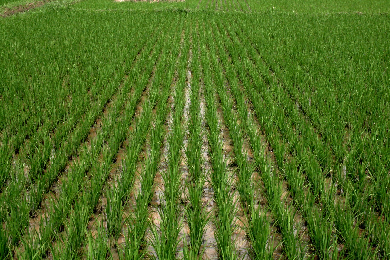 Rice Farmers Loss Millions As Rainstorm Washes 100 Hectares Of Rice