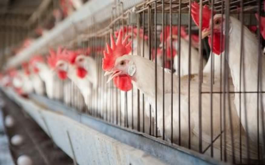Kaduna Poultry Farms Hit By Bird Flu