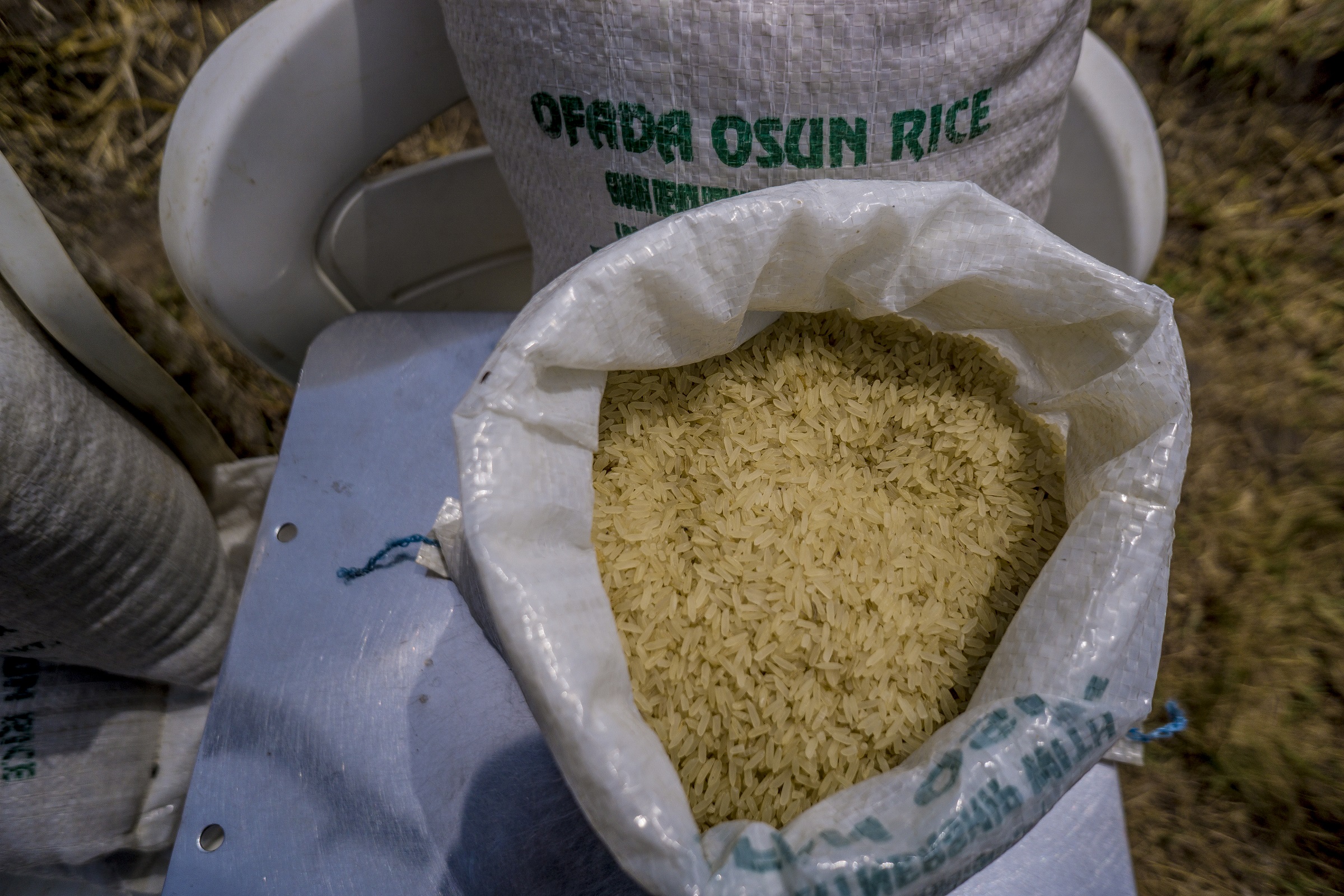Photos: Finally, Osun Rice Is Here!