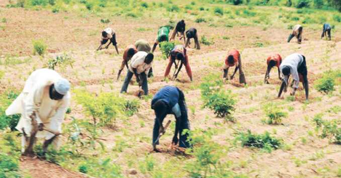 Rice Farmers Urged To Increase Productivity