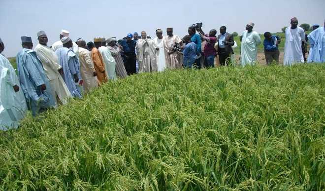 Governor Mohammed Abubakar To Help Dry Season Rice Farmers Cultivate 4,000 Hectares
