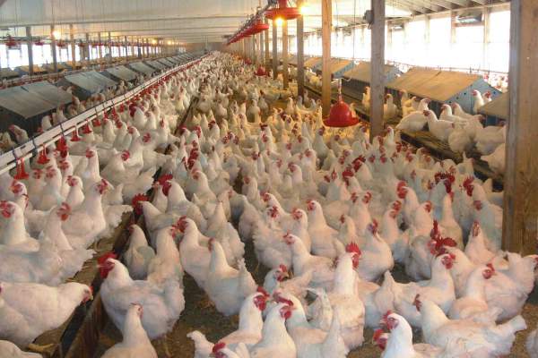 Stakeholders Foresee Livestock Development In Nigeria