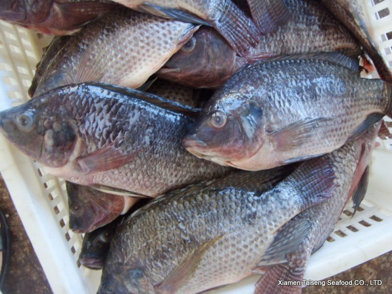 Container Of Tilapia Fish From Turkey Intercepted By Customs