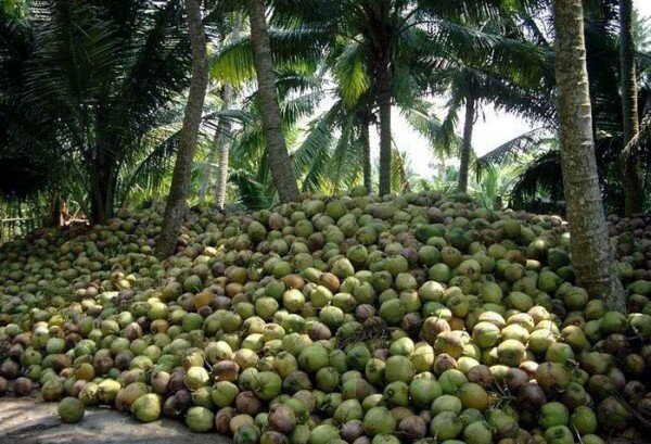 Nigerian Entrepreneurs Push For Coconut Farming