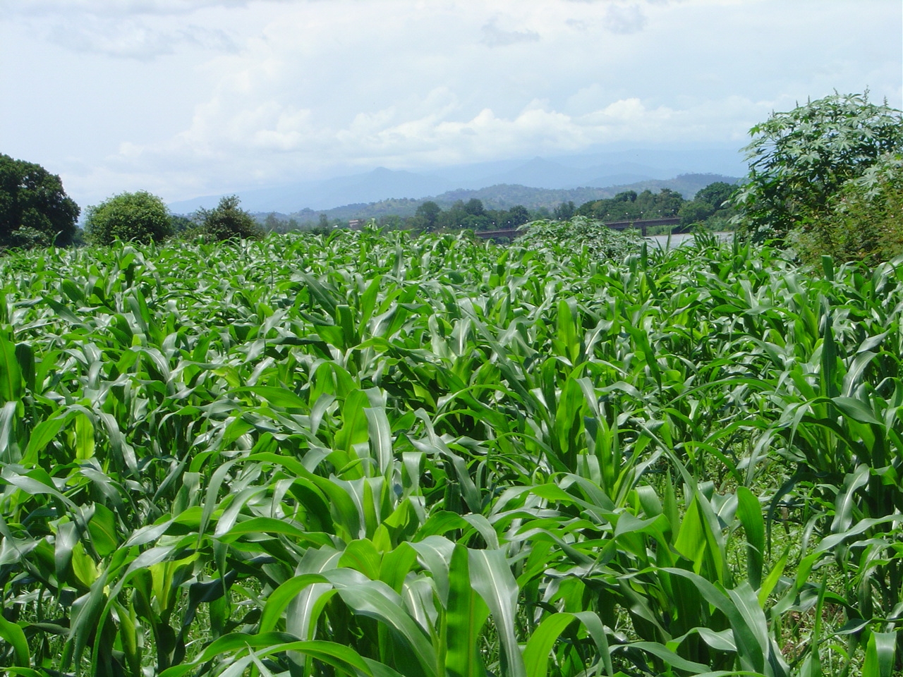 Budget For Agriculture Not Enough In Nigeria