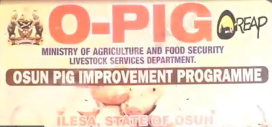 O-Pig: How Osun Became A Major Player In Pig Farming (Video)