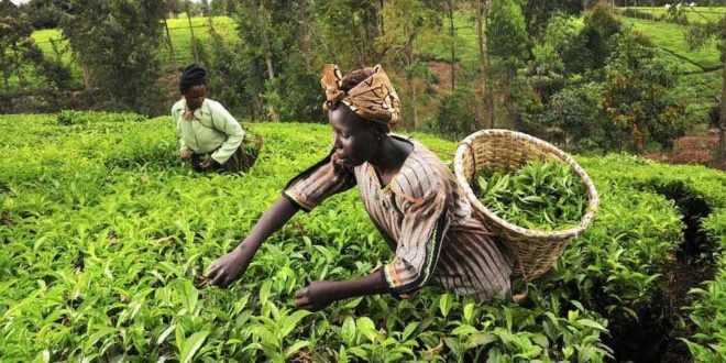 Enugu Govt. Focuses On Agriculture To Boost State’s Development