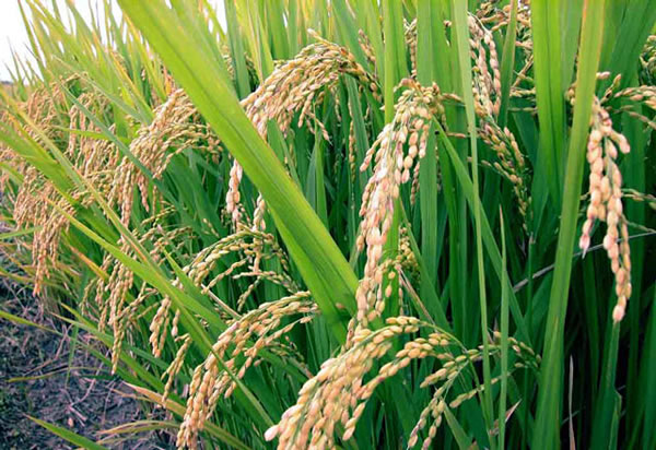 Bumper Harvest Reduces Cost Of Local Rice In Jalingo