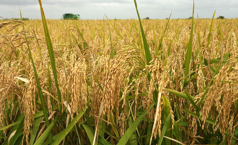 Taraba can Meet Nigeria’s Rice Demand, Says Ishaku