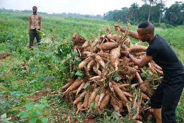4m Metric Tonnes Of Cassava Produced Annually In Kogi- Gov. Yahaya Bello