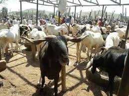 N3.5m on Construction of Cattle Market in Suleja LG