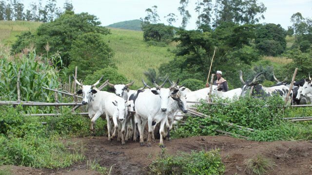 Amotekun Seizes 100 Cows In Ondo For Violating Grazing Rules