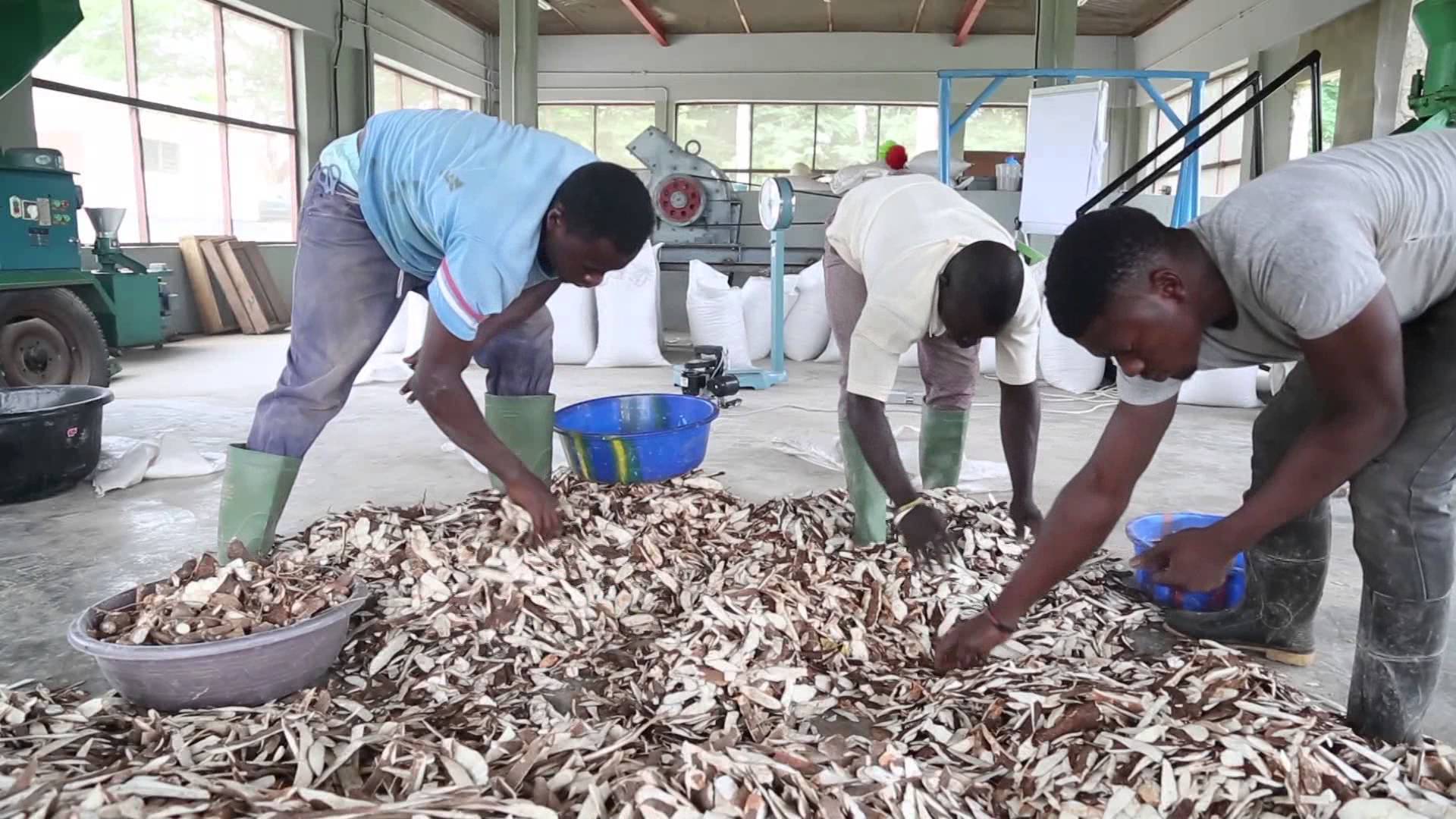 Agric Innovation To Convert Cassava Peels To Livestock Feed Takes Off In Kogi