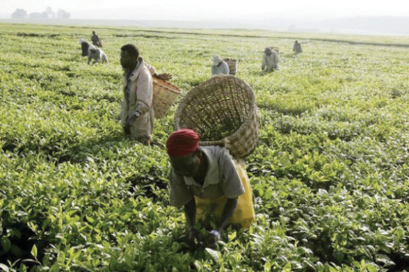 12,000 Farmers Enlisted In FG Food Security Programme