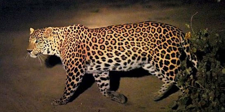 Leopard Shuts Down Nepal airport