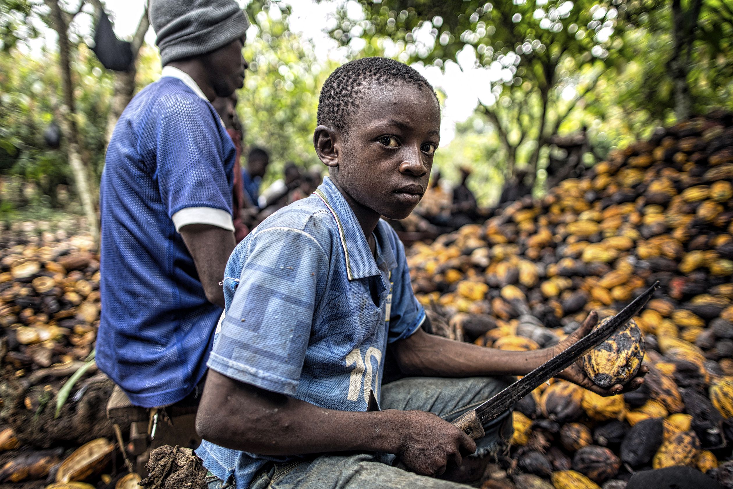 Farmers Urge FG To Initiate Plans To Boost Cocoa Production