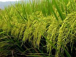 Lagos To Establish Biggest Rice Mill In Nigeria
