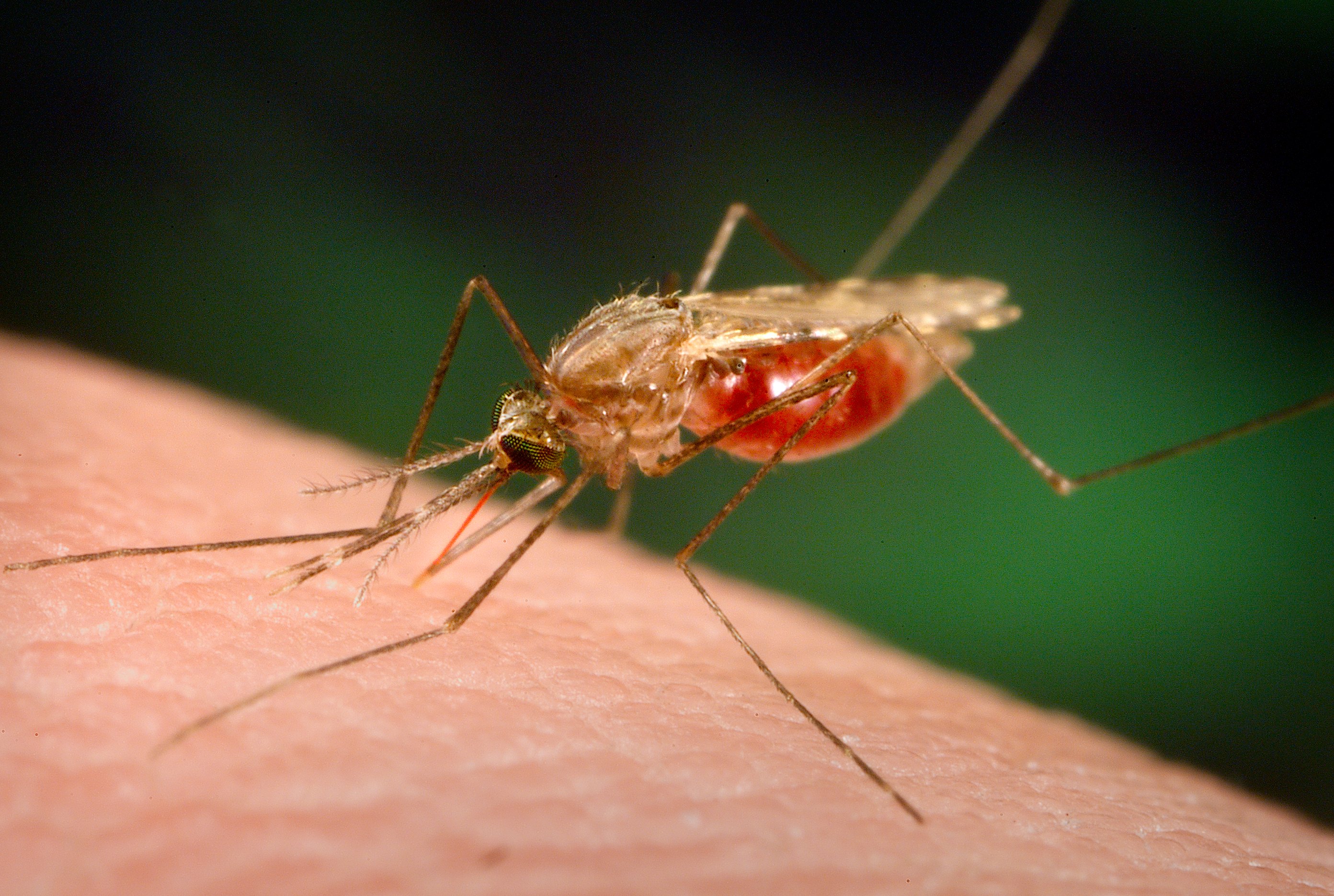 Council Boss Harps On Support To Eliminate Malaria