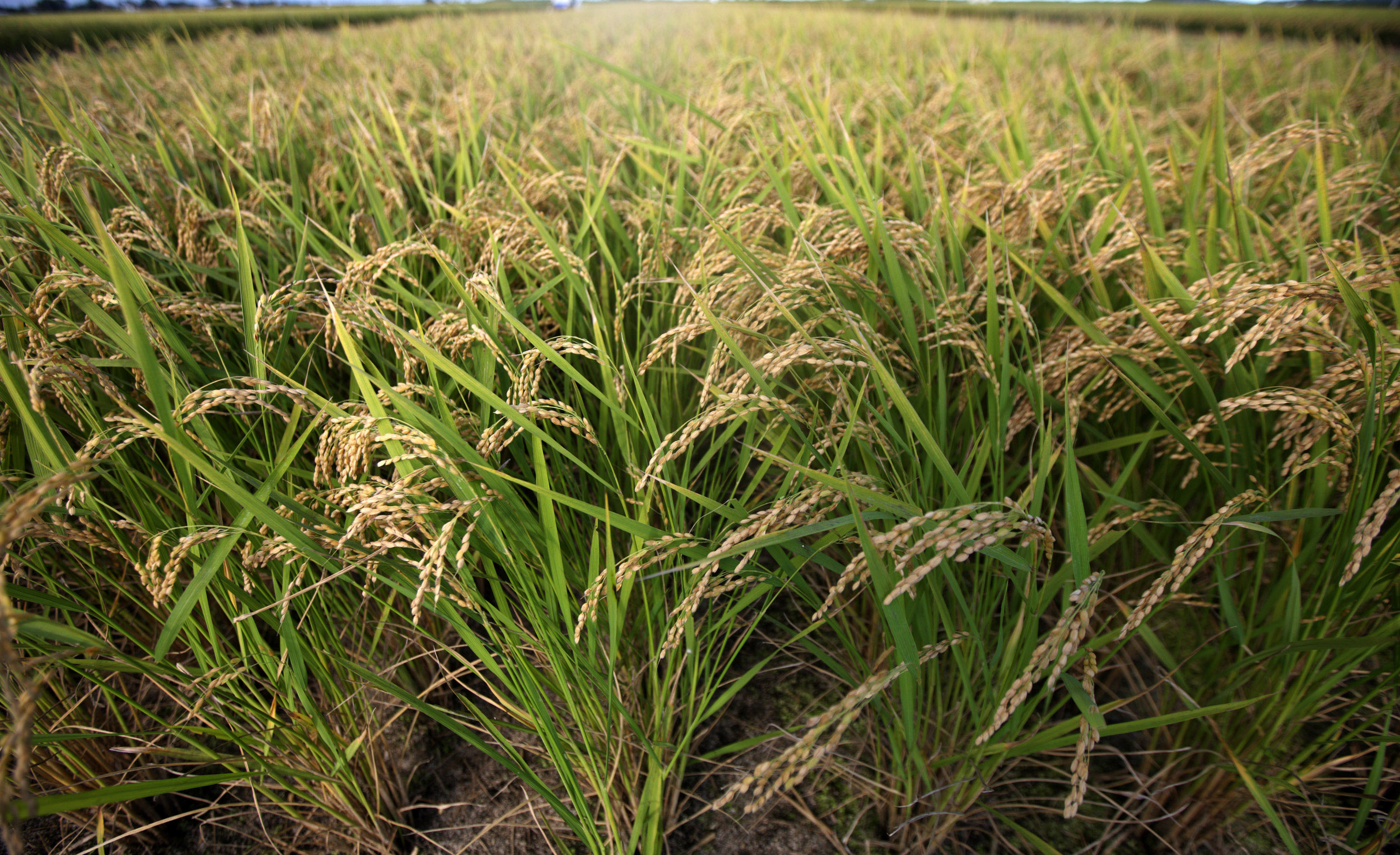 Nigeria To Ban Rice Importation This Year