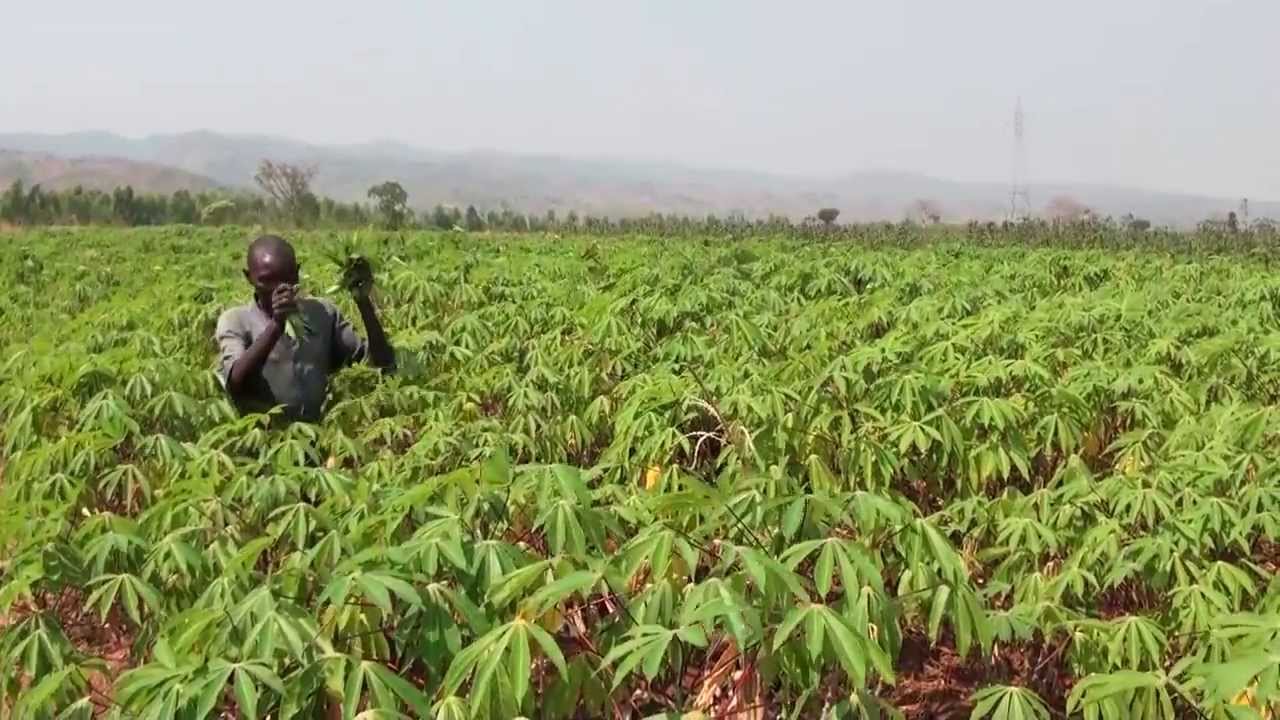 Agriculture Kogi Govt Moves To Stop Spread Of Killer Cassava Variety