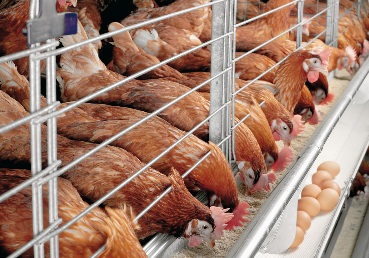 Senate To Investigate Non Compensation Of Poultry Farmers