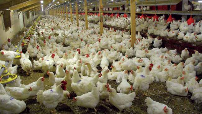 Video: Osun Broilers Outgrowers Scheme Produces 5 Million Birds in 3 Years
