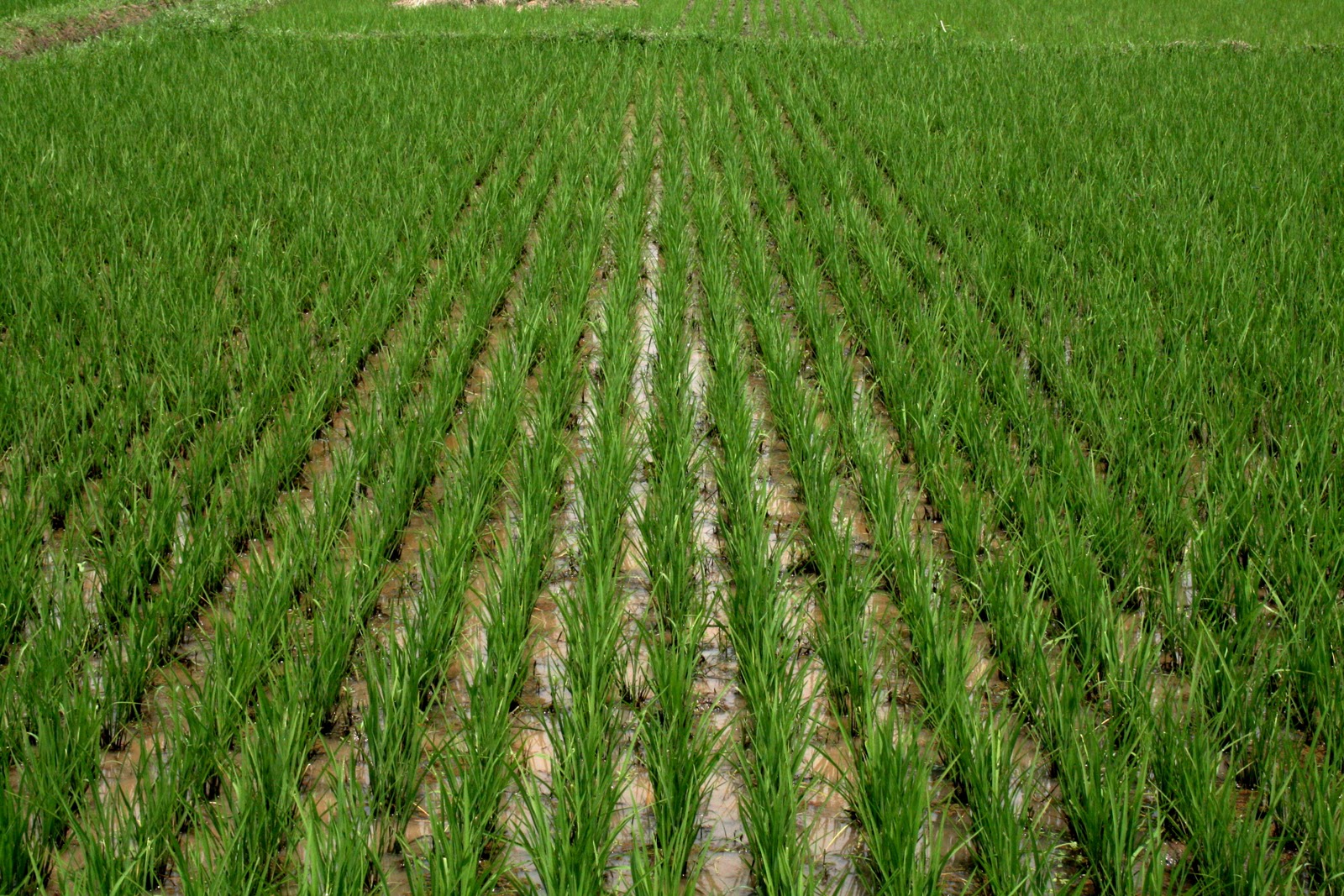 Improving Local Rice Production In Nigeria By Bolaji Odumade
