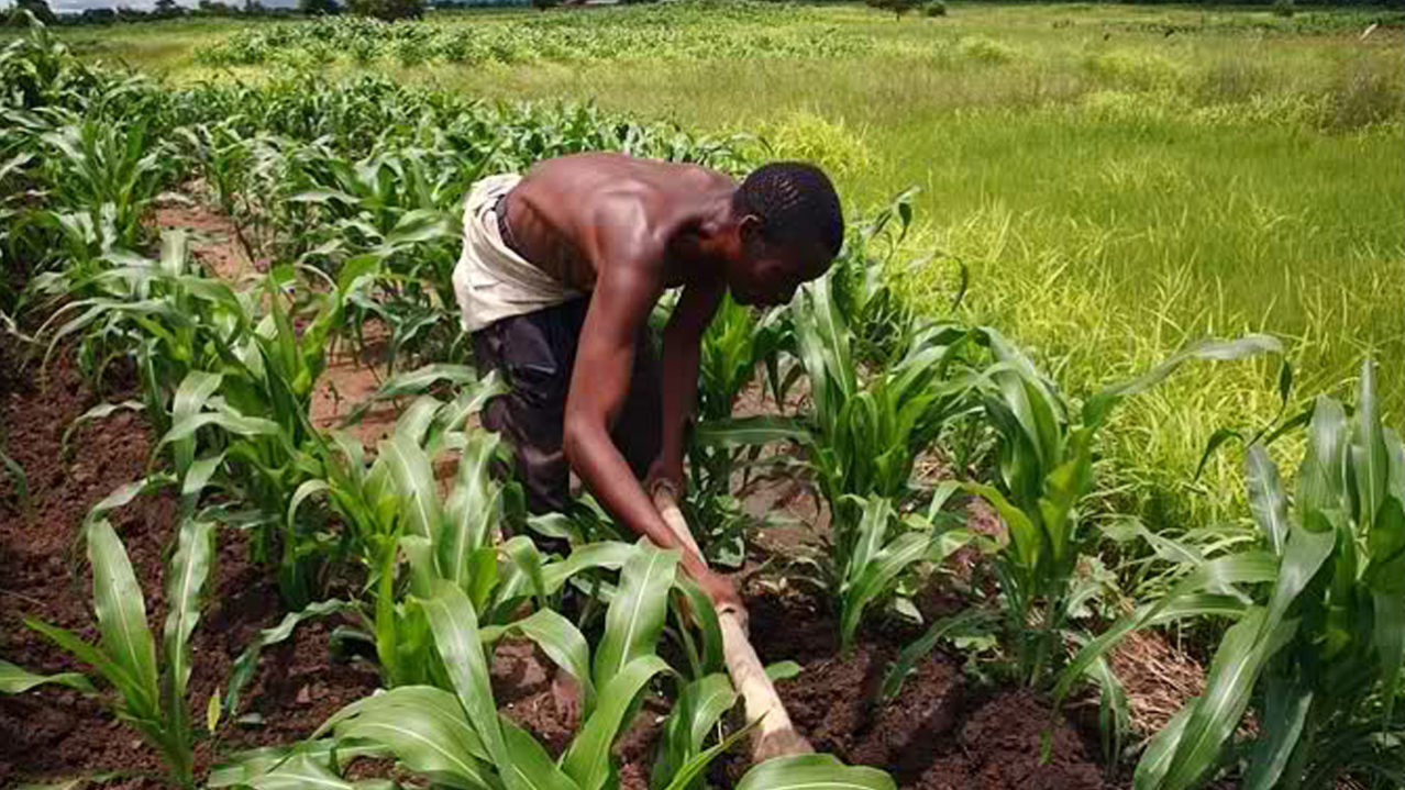 Senate Wants FG To Commit 10% Of Budget To Agriculture