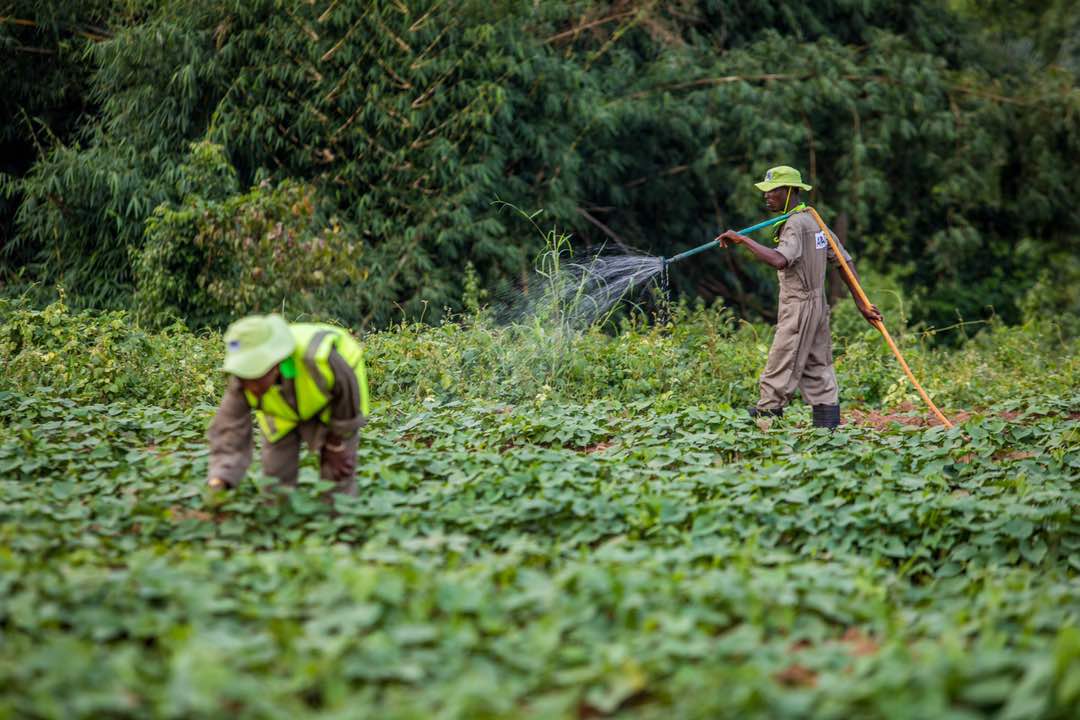 Osun Commences All Year Round Farming Through Solar-Powered Irrigation