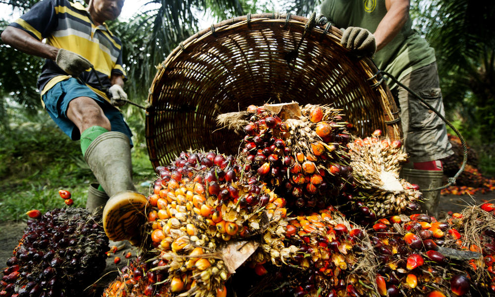 Palm Oil: Malaysia 2018 Output To Rise By 2.5%