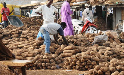 Yam In Nigeria Is Far Better In Taste, Quality – Exporter