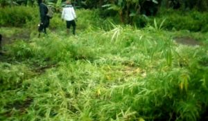 NDLEA Destroys 16 Hectares Of Cannabis Farm In Osun