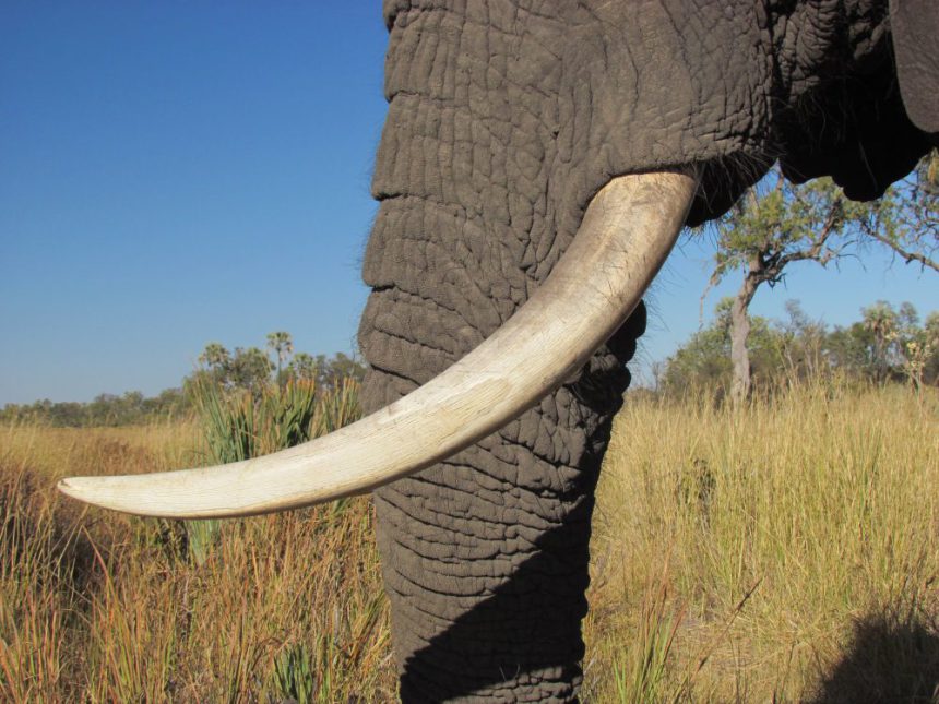 Ivory Trade: Nigerian Govt Seizes 55 Elephant Tusks
