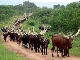 Lagos Elders Council Reject Cattle Colony Proposal