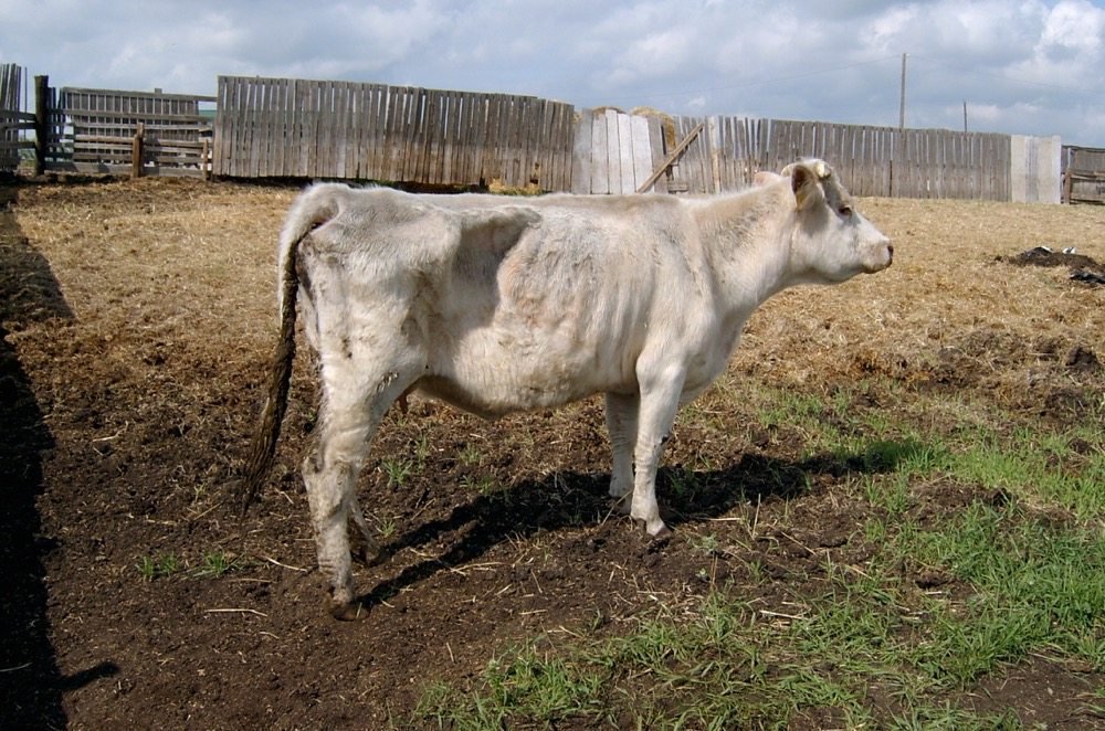 Cattle Disease Outbreak Kills Dozens Of Cattles In Kastina