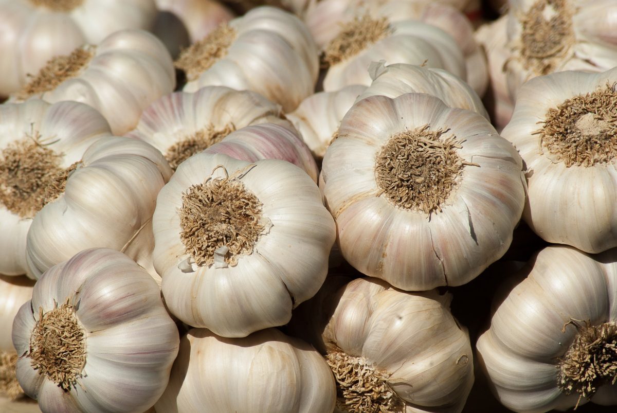 Tackling Health Issues With Garlic (Ayuu)