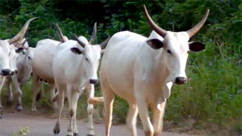 FAAN Sanctions Airport Officials Over Cow Invasion Of Runway