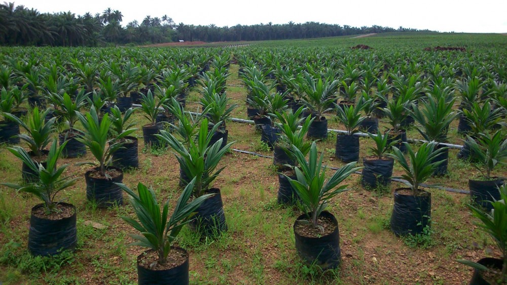 Malaysia, Importers Disnterested In Nigeria’s Palm Oil Market