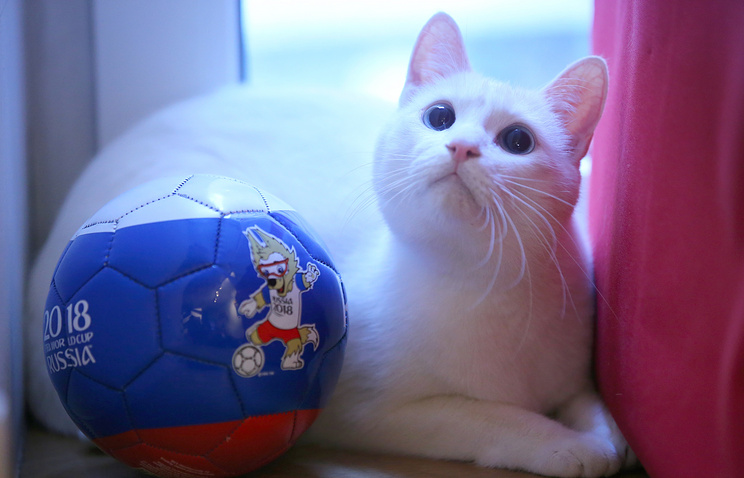 Russia To Star Deaf Cat As World Cup Oracle
