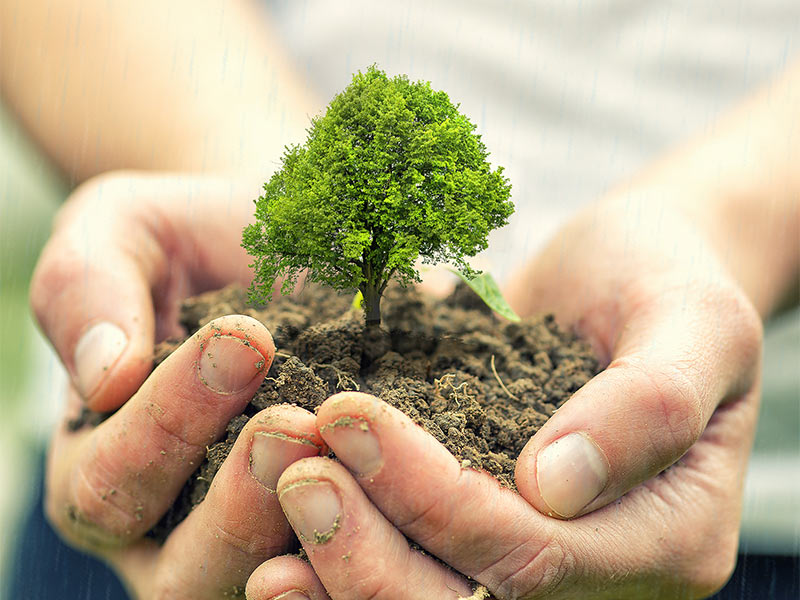 Horticulturist Advocates Tree Planting