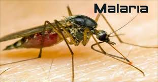 FG Urged To Declare State Of Emergency On Malaria