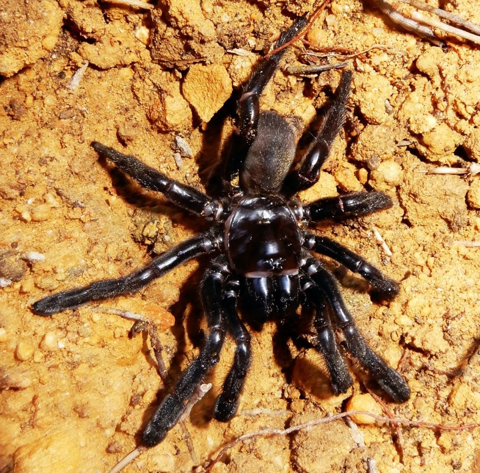 World’s Oldest Spider Dies In Australia