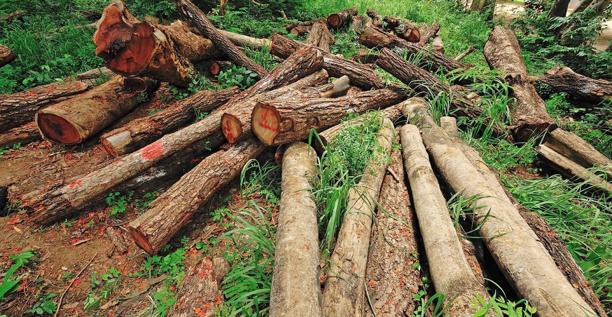 Stakeholders Worry Over Rate Of Deforestation In Africa
