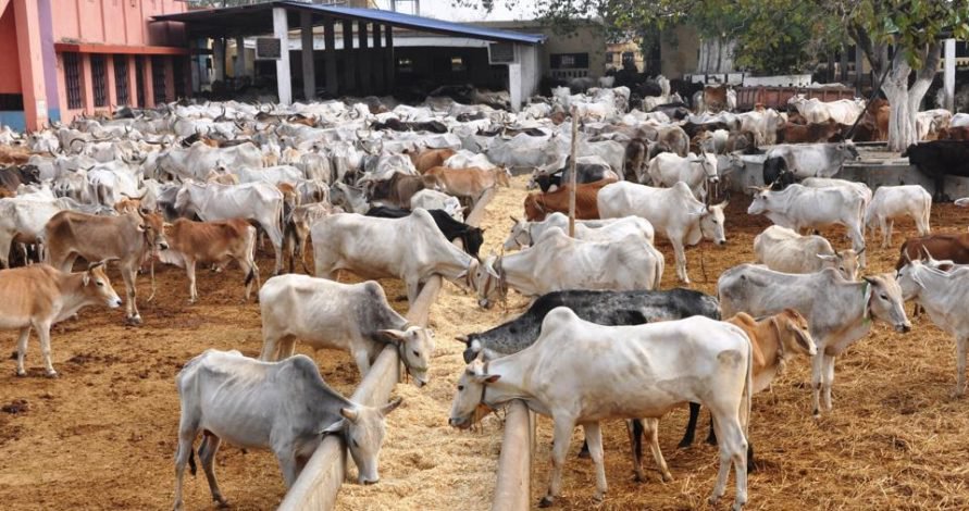 FG Inaugurates National Livestock  Breed Improvement Programme In Osun 