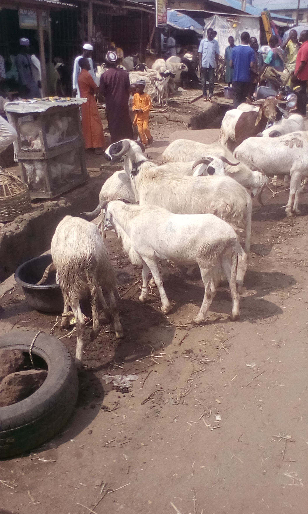 Eid-El-Kabir: Price Of Rams Soar In Ile Ife As Sellers Decry Low Patronage