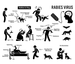 Expert Cautions Against Rabies