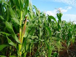 Farmers Urges FG To Ban Maize Importation